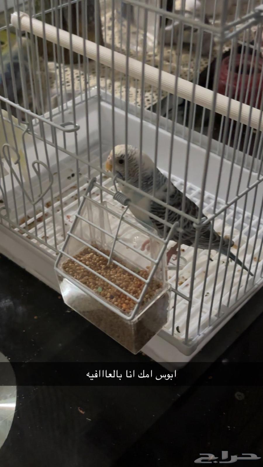 Jeddah Budgie64440765888259110