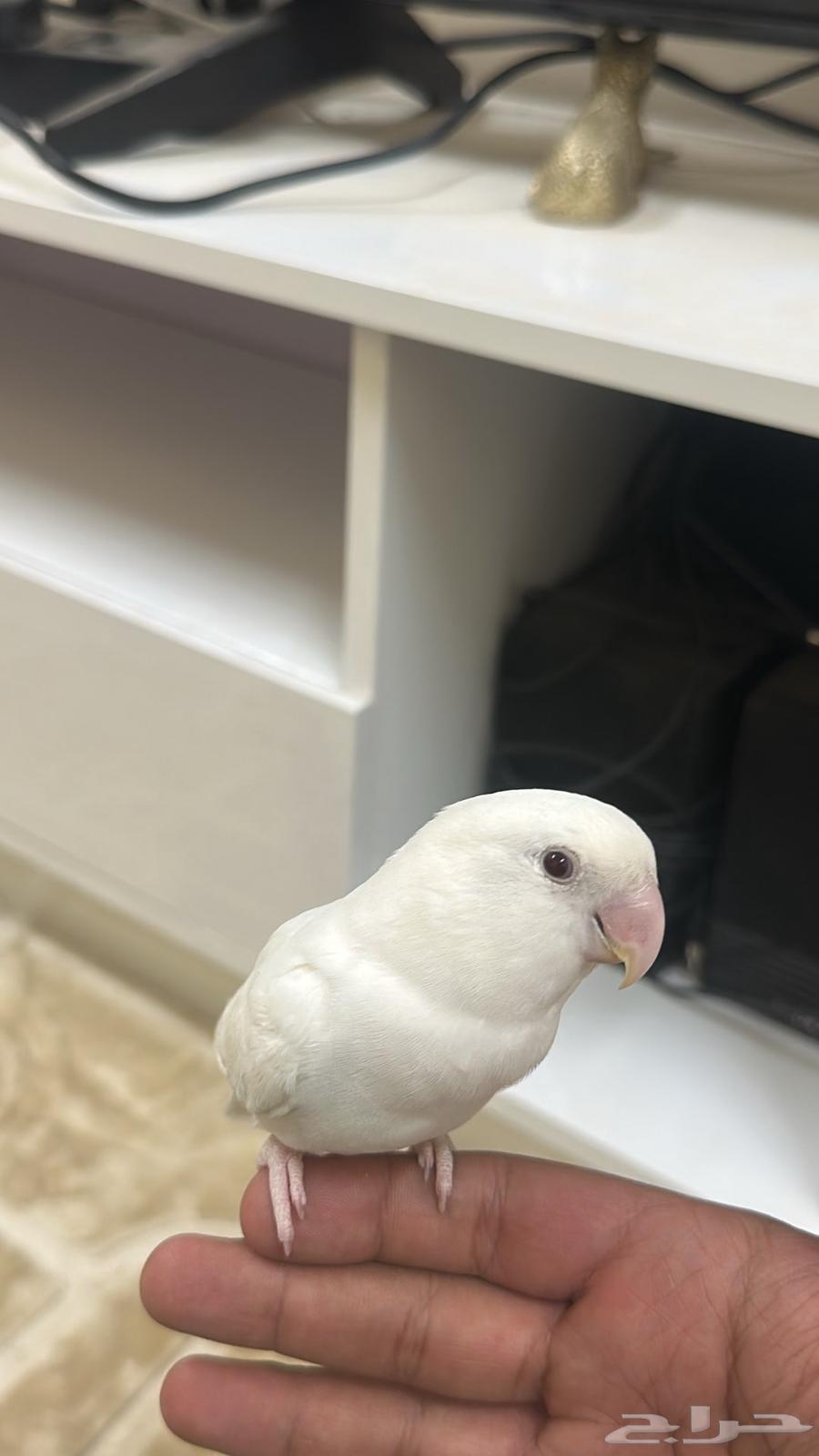 للبيع روز اليف جدا64441171841923110