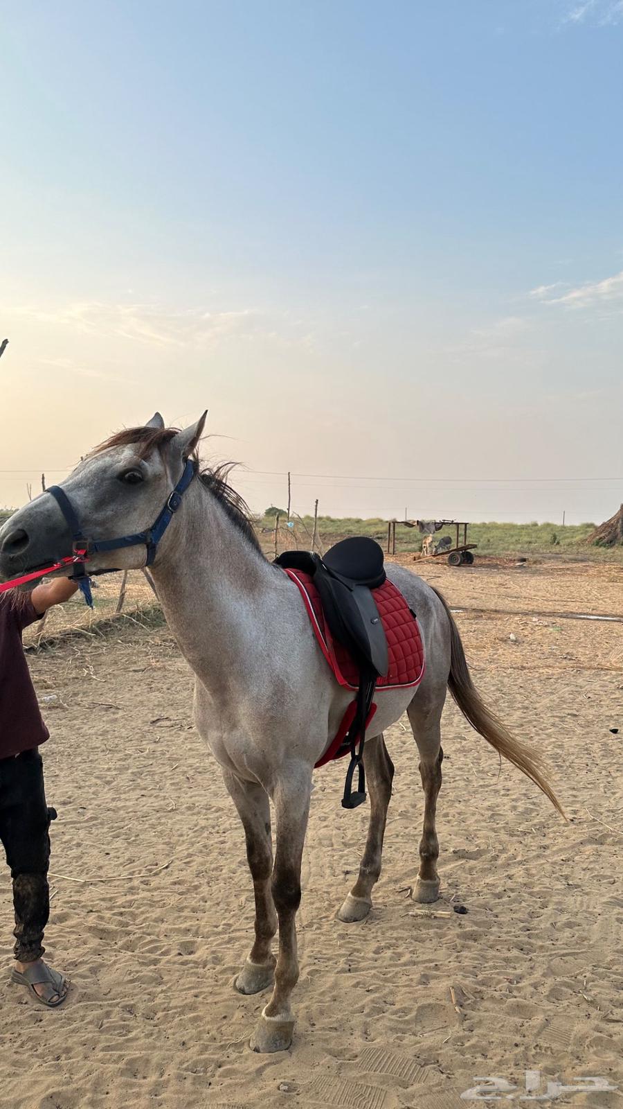 حصان مميز وسريع للبيع64441458519809112