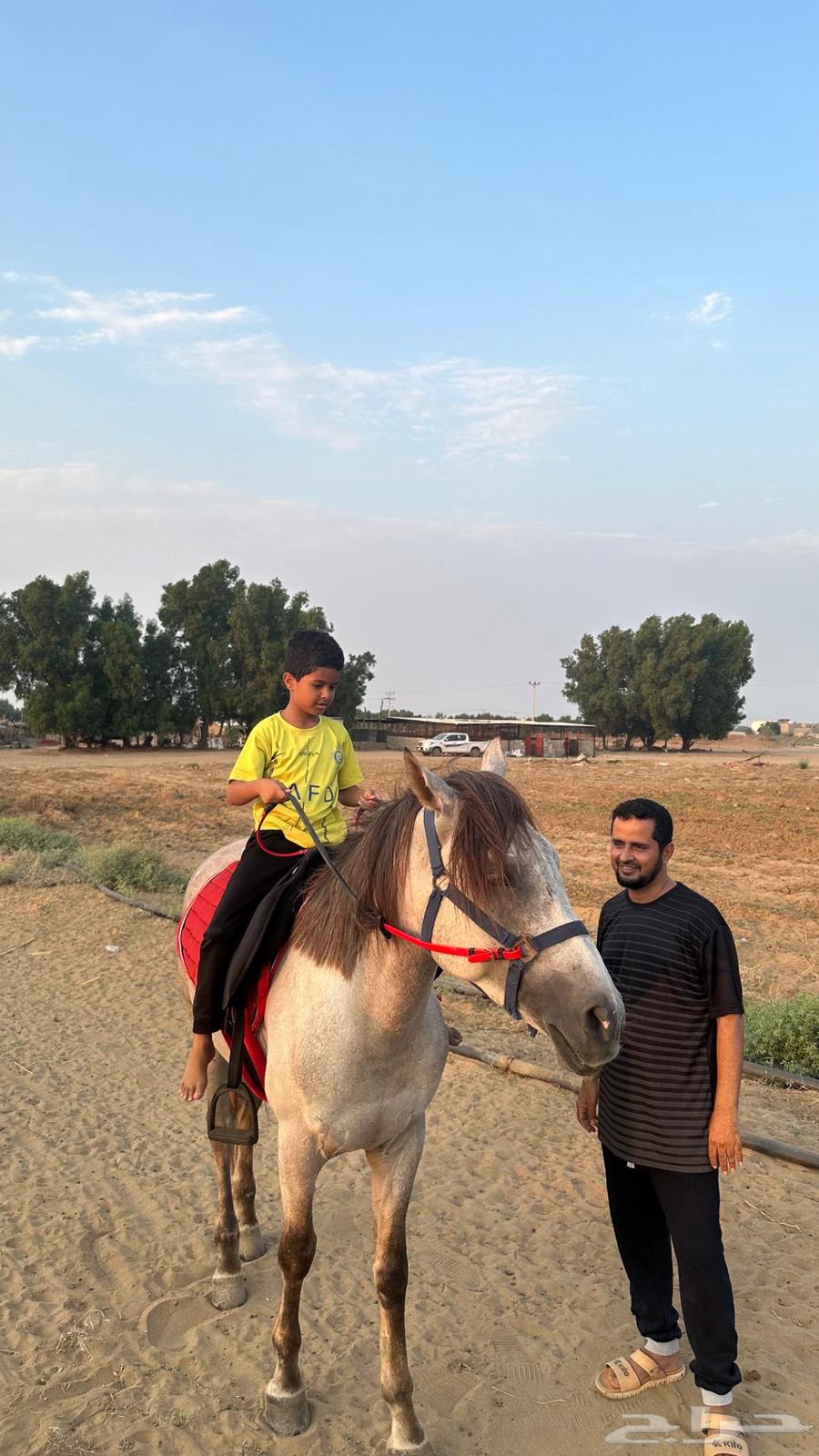 حصان مميز وسريع للبيع64441458519809111