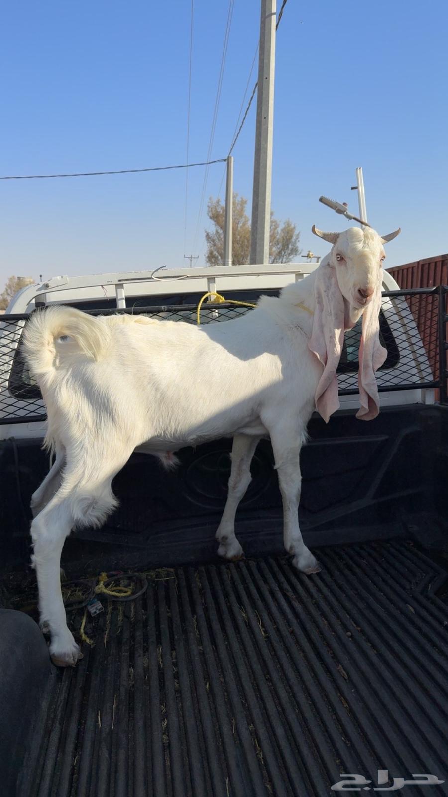 For sale, a developed white stallion, about 11 months old, colt64435109138945111