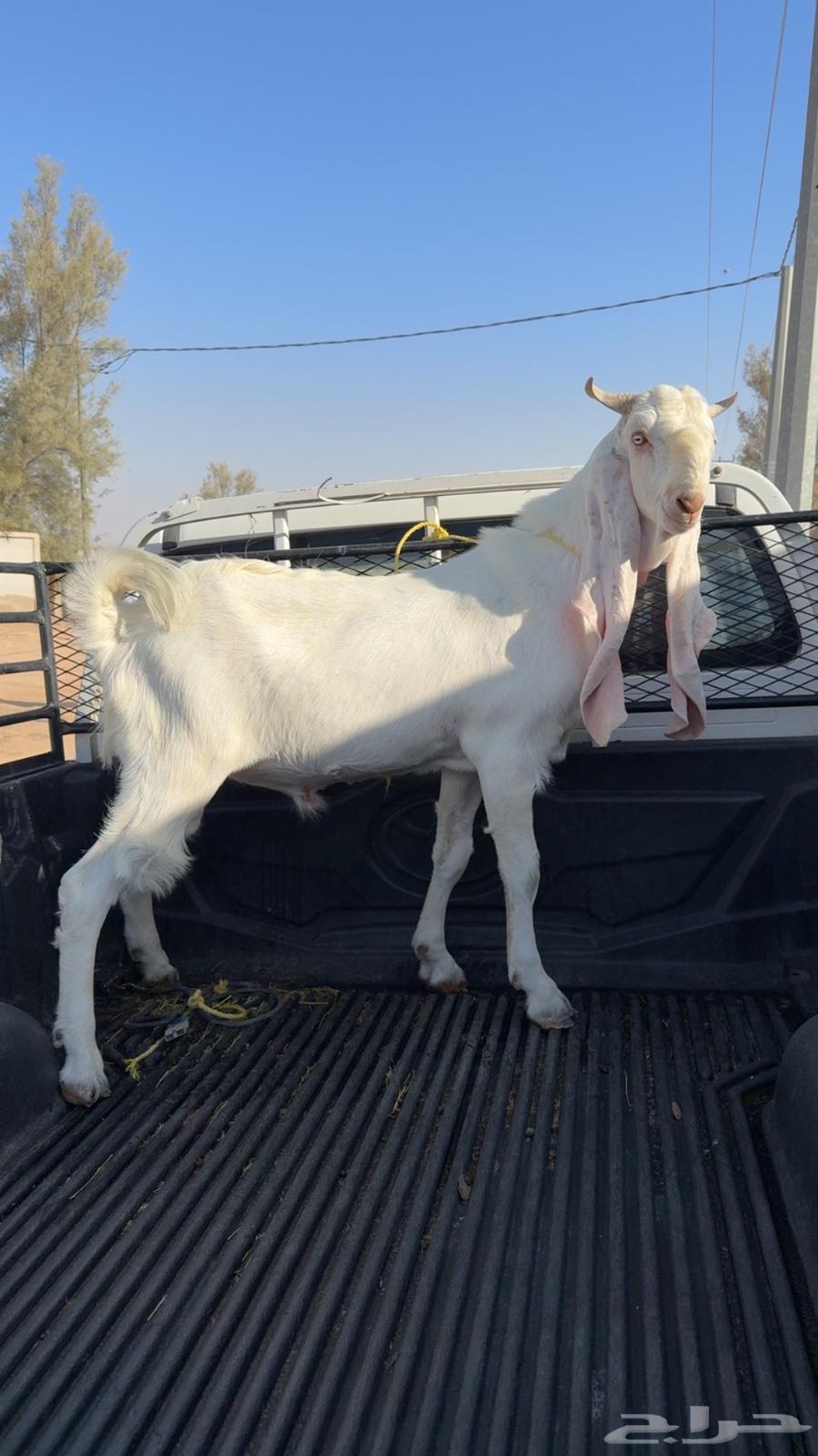 For sale, a developed white stallion, about 11 months old, colt64435109138945110