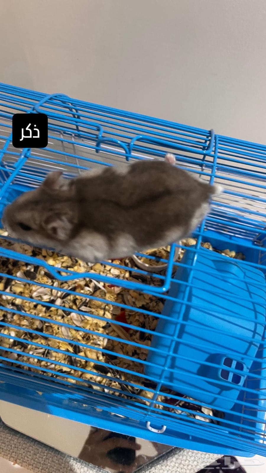 هامسترات روسي لعوب يوجد عرض بالاسفل64435258486273113