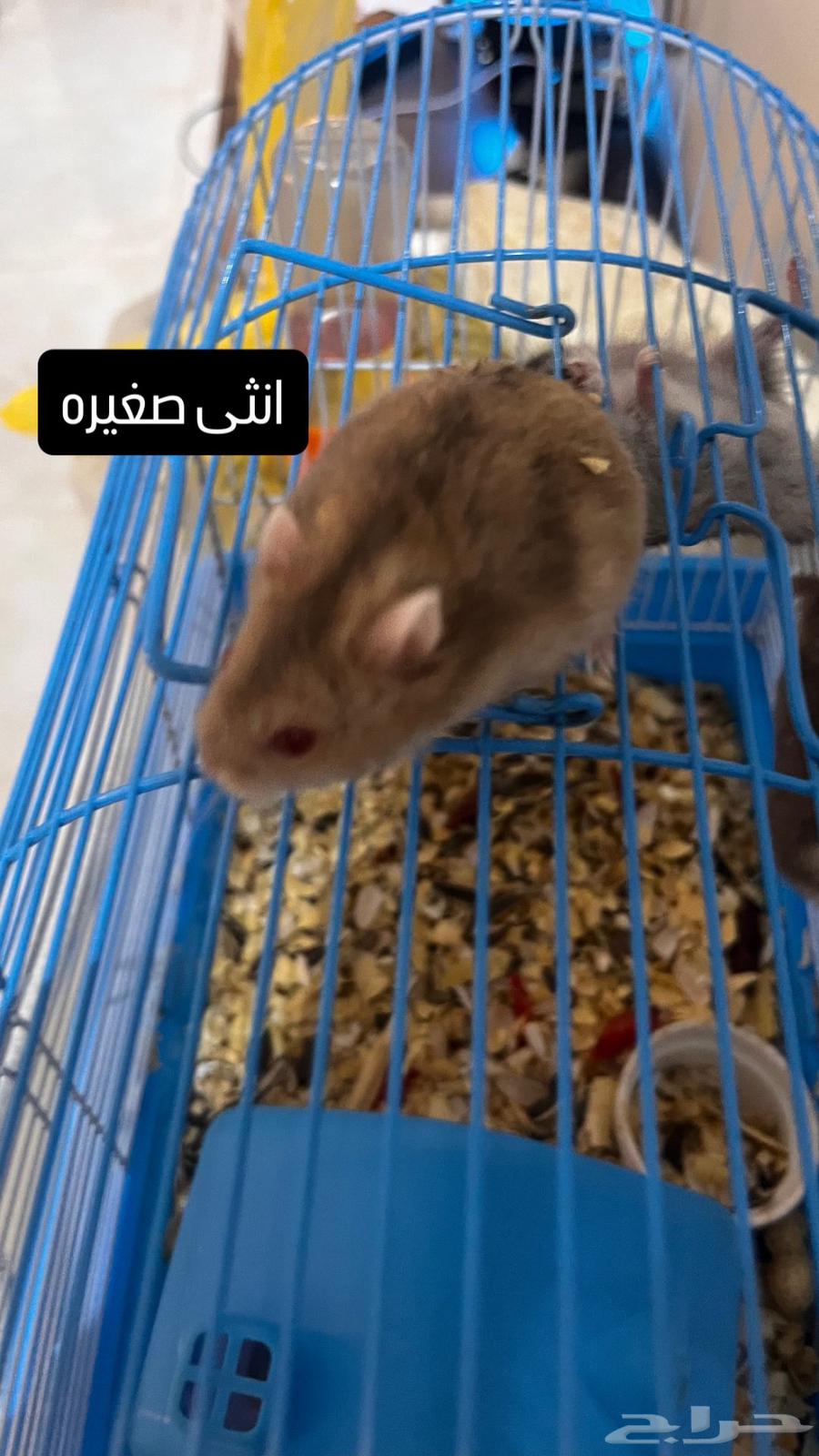 هامسترات روسي لعوب يوجد عرض بالاسفل64435258486273114