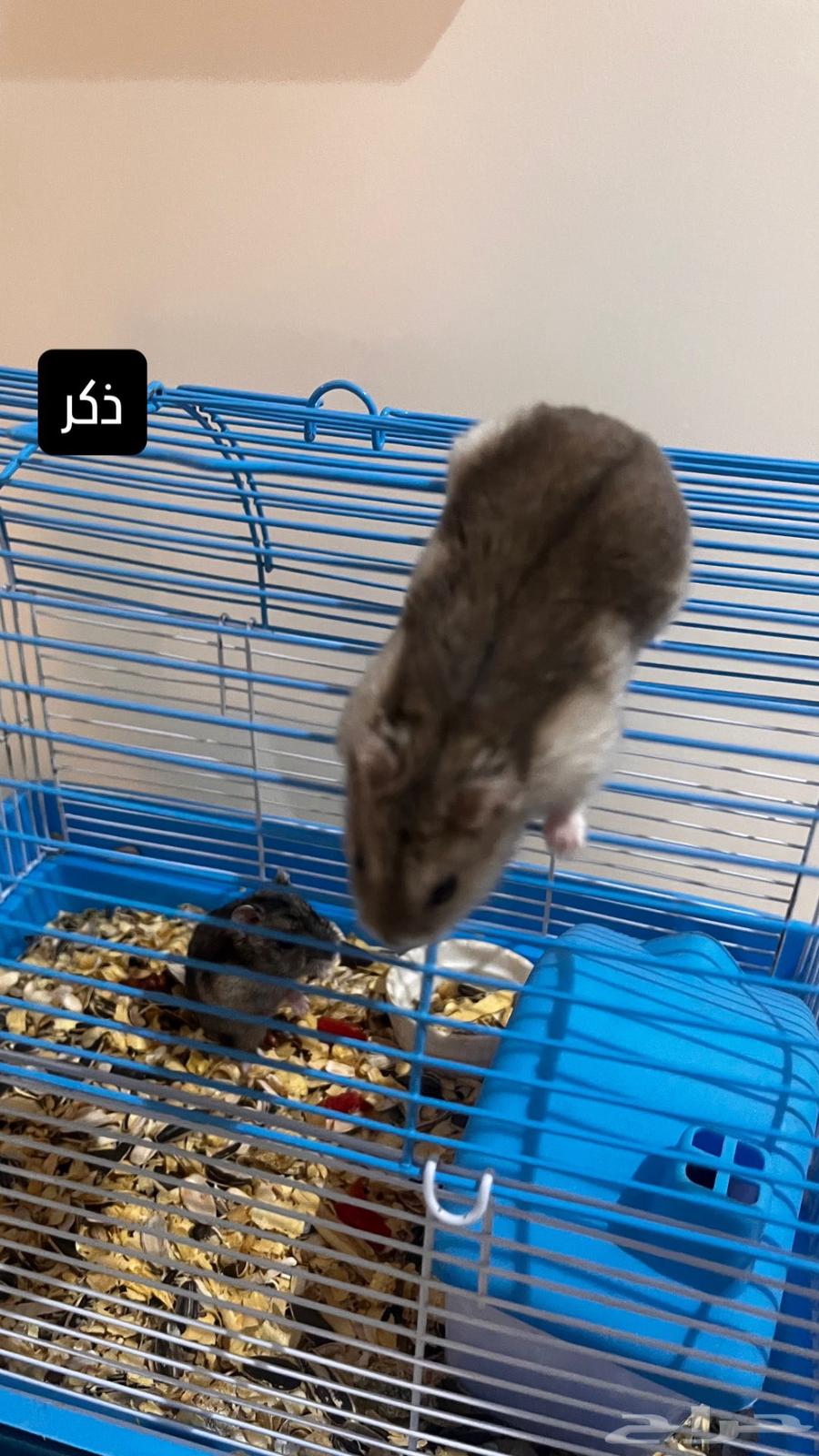 هامسترات روسي لعوب يوجد عرض بالاسفل64435258486273112