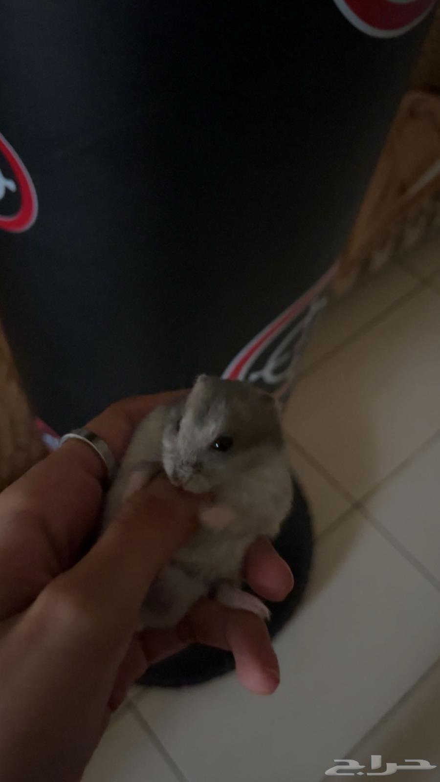 هامسترات روسي لعوب يوجد عرض بالاسفل64435258486273111