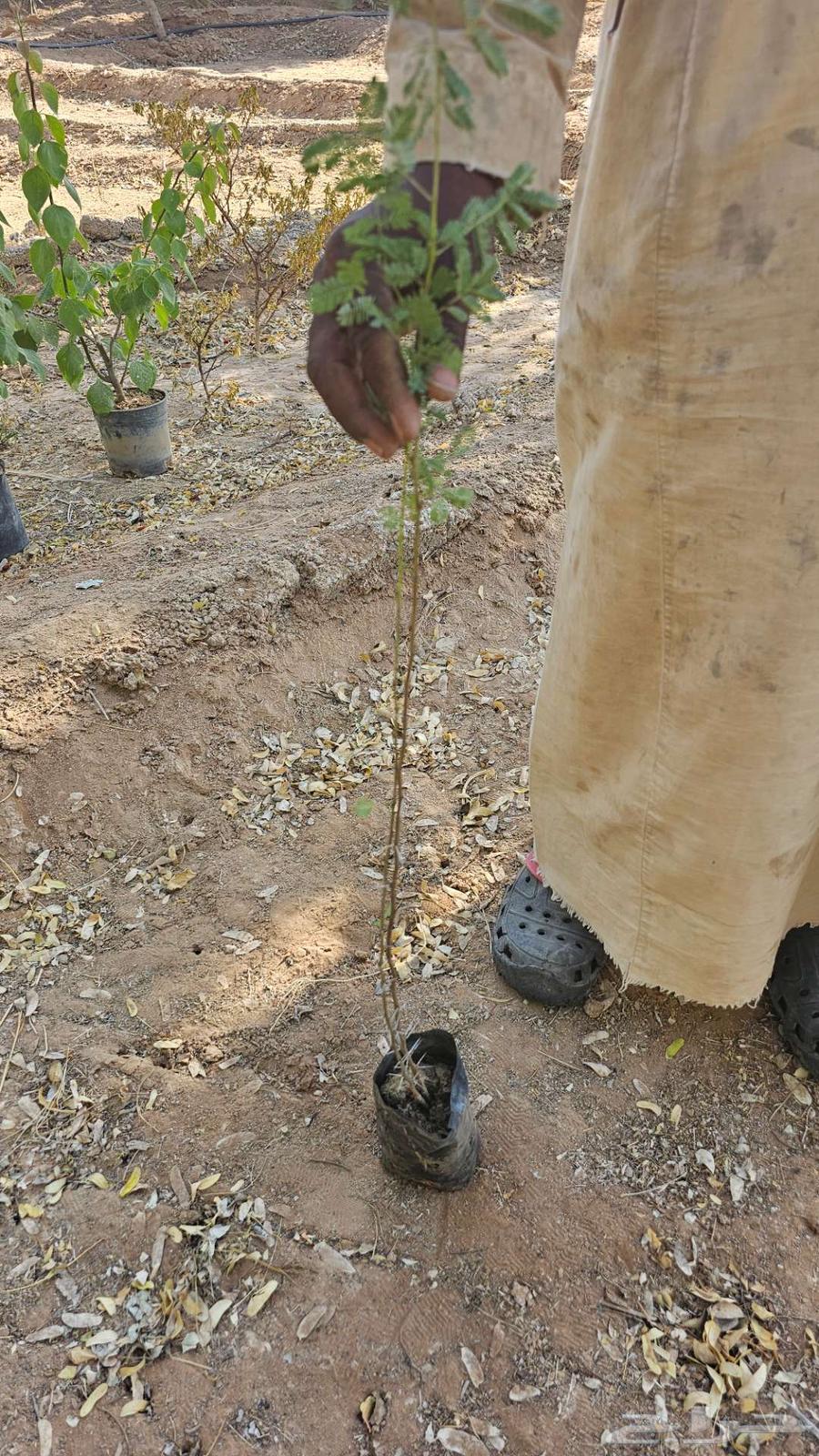 شتلات الرس جاهزة في الشمس64435368292993110