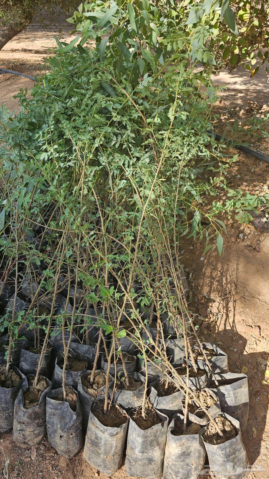 شتلات الرس جاهزة في الشمس64435368292993111