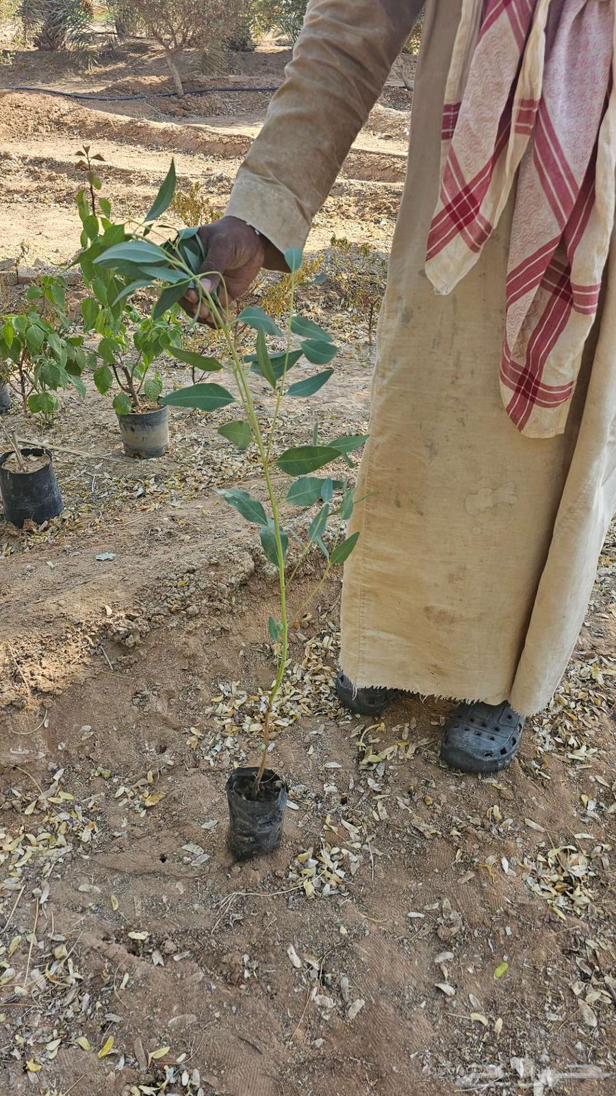 شتلات الرس جاهزة في الشمس64435368292993112