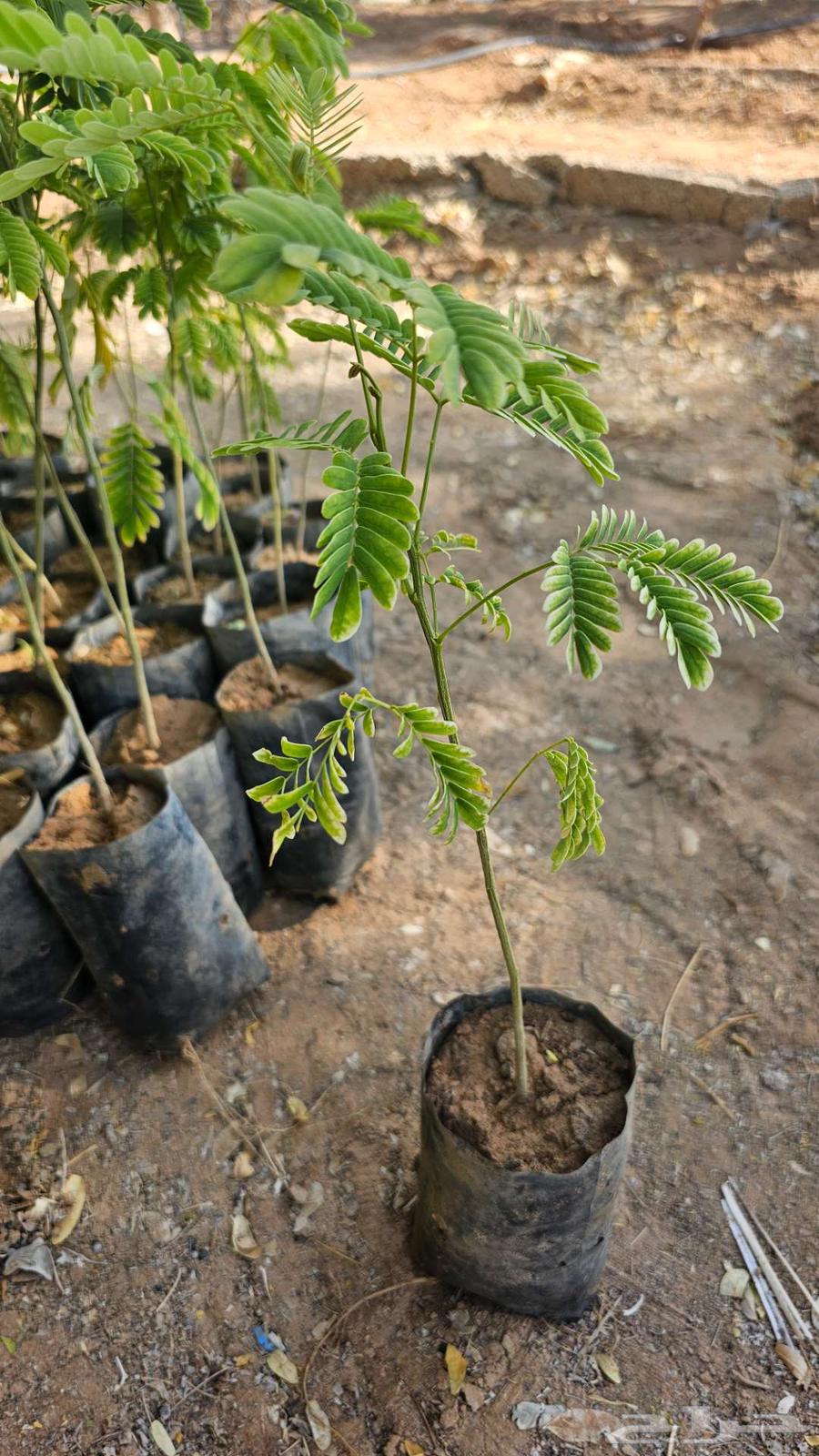 شتلات الرس جاهزة في الشمس64435368292993114