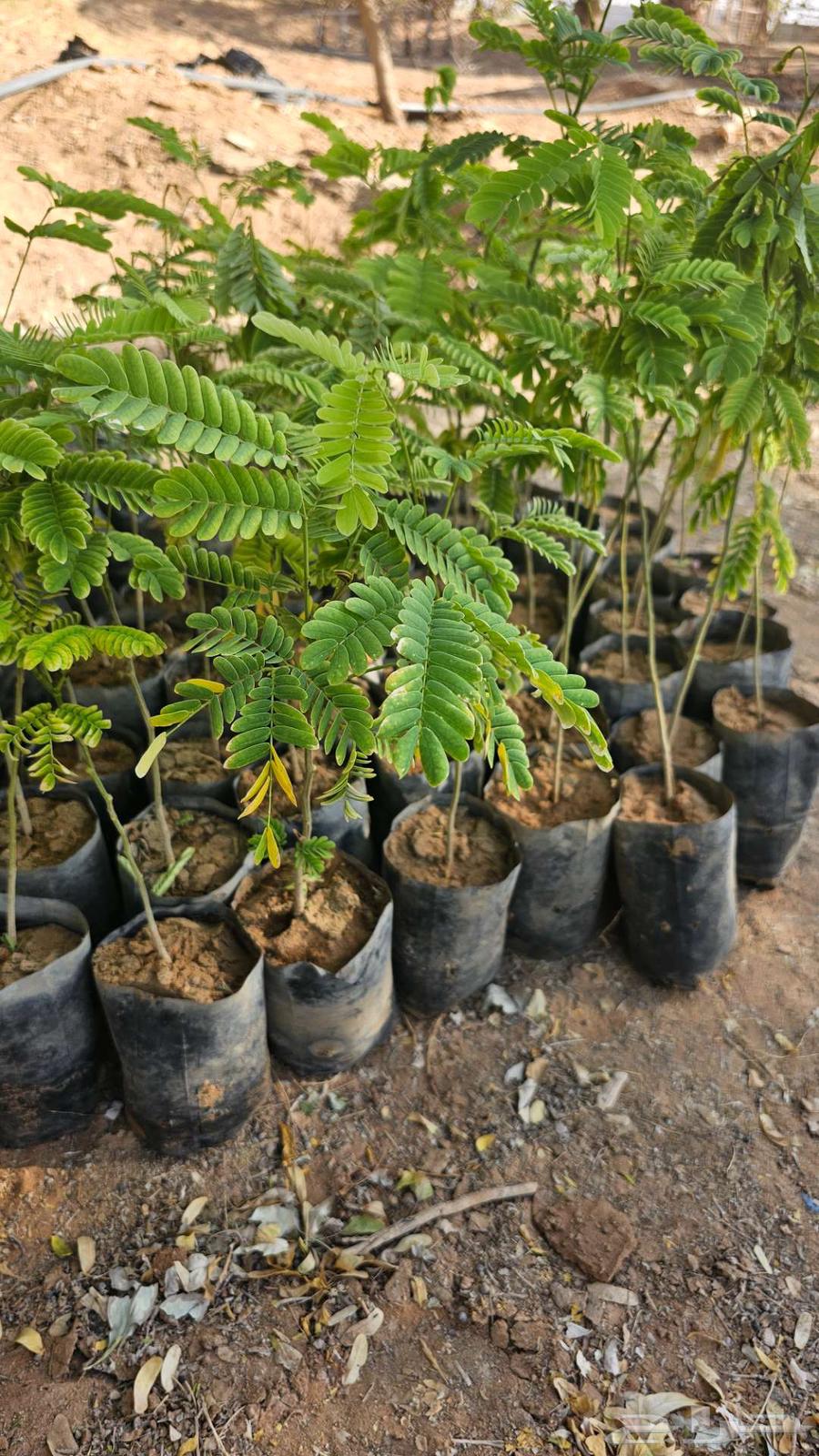 شتلات الرس جاهزة في الشمس64435368292993113