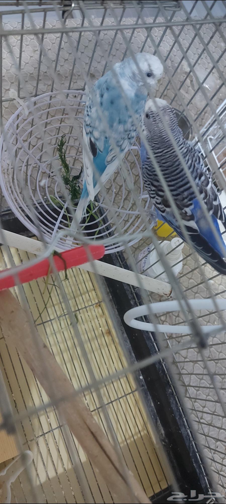 طيور بادجي للبيع64436065114243111