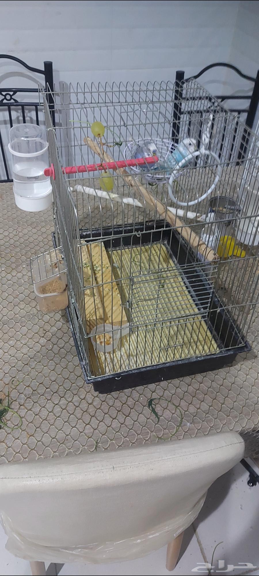 طيور بادجي للبيع64436065114243112