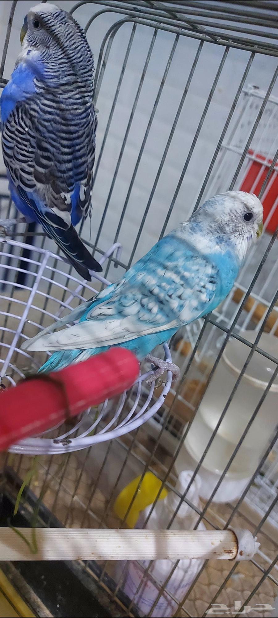 طيور بادجي للبيع64436065114243110