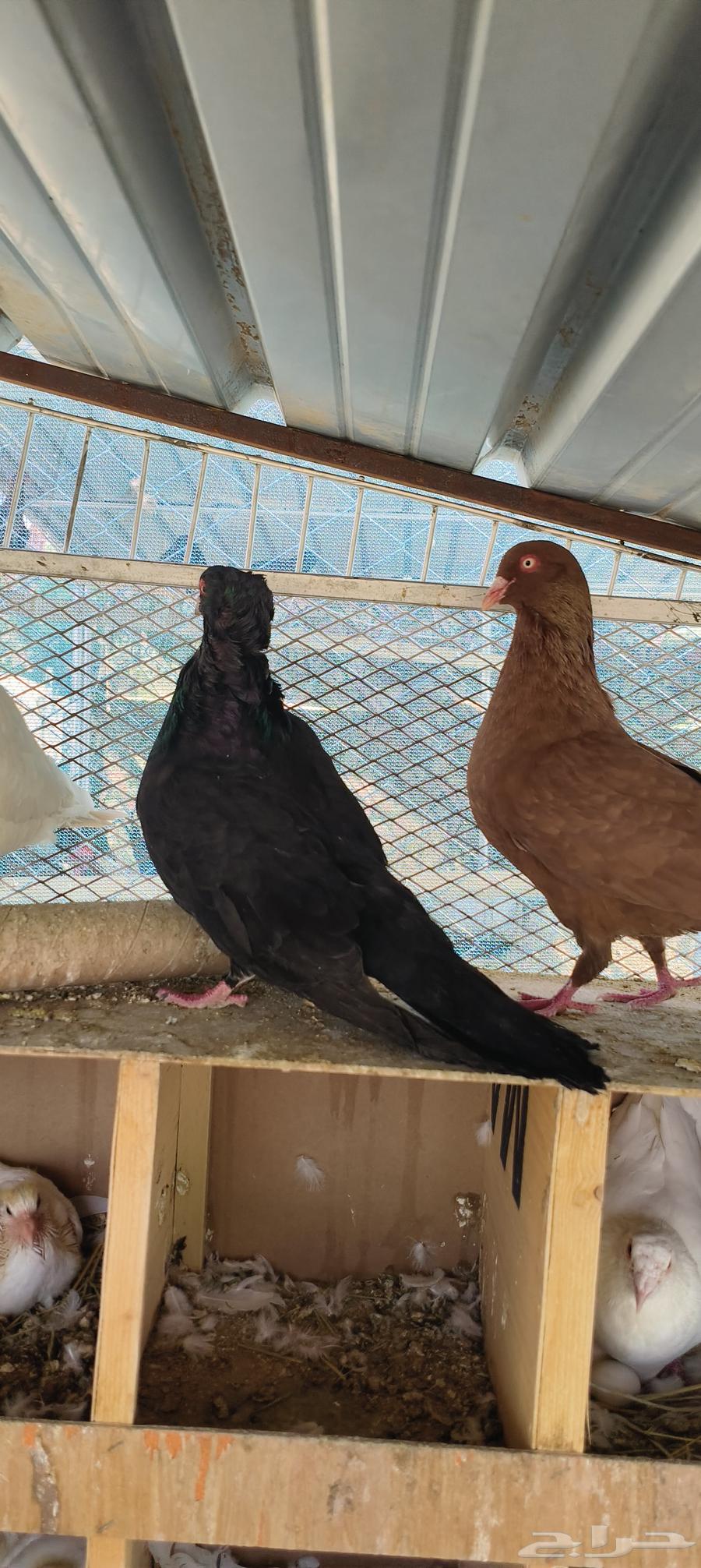 زوج حمام مالطي سوبر جامبو منتج64438995755394111