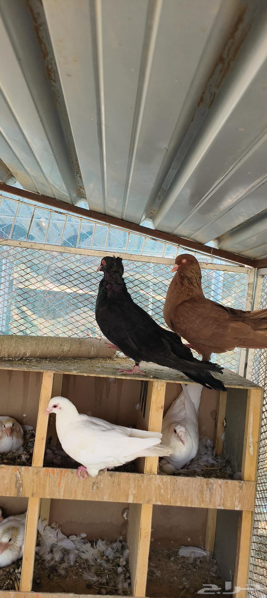 زوج حمام مالطي سوبر جامبو منتج64438995755394110