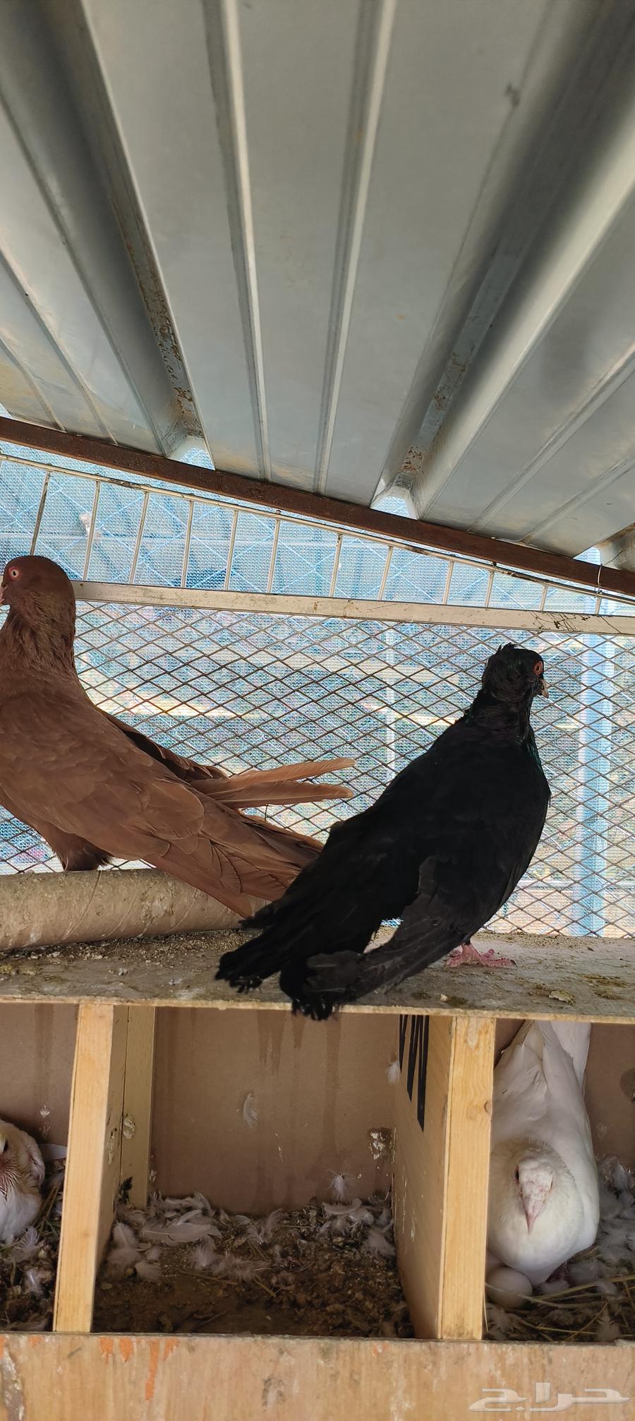 زوج حمام مالطي سوبر جامبو منتج64438995755394112