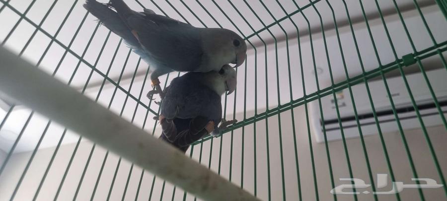 للبيع طيور روز جوز فايلوت اوبلاين64440573919363110