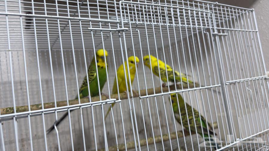 جوزين بادجي64436132636546110