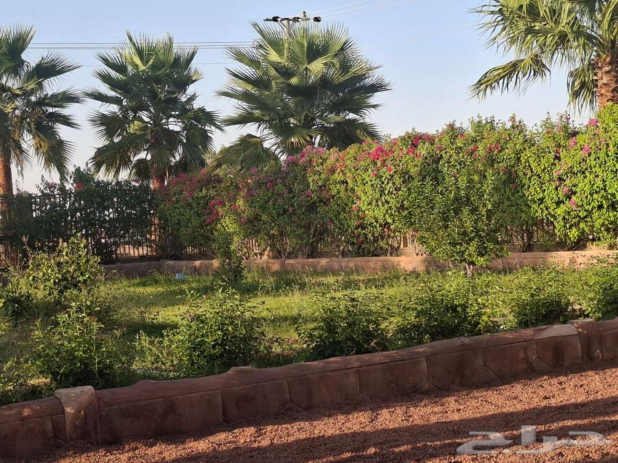 نخل زينه للبيع حائل. القاعد64438874601857110