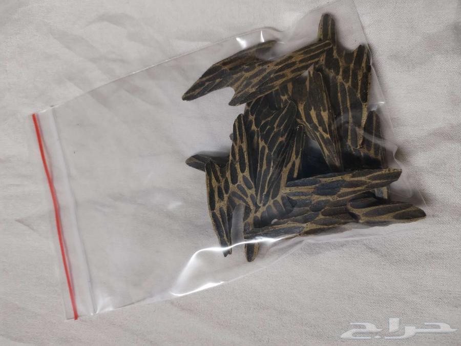 عود تايقر من يبي يسترزق سعر مميز64438914801153110