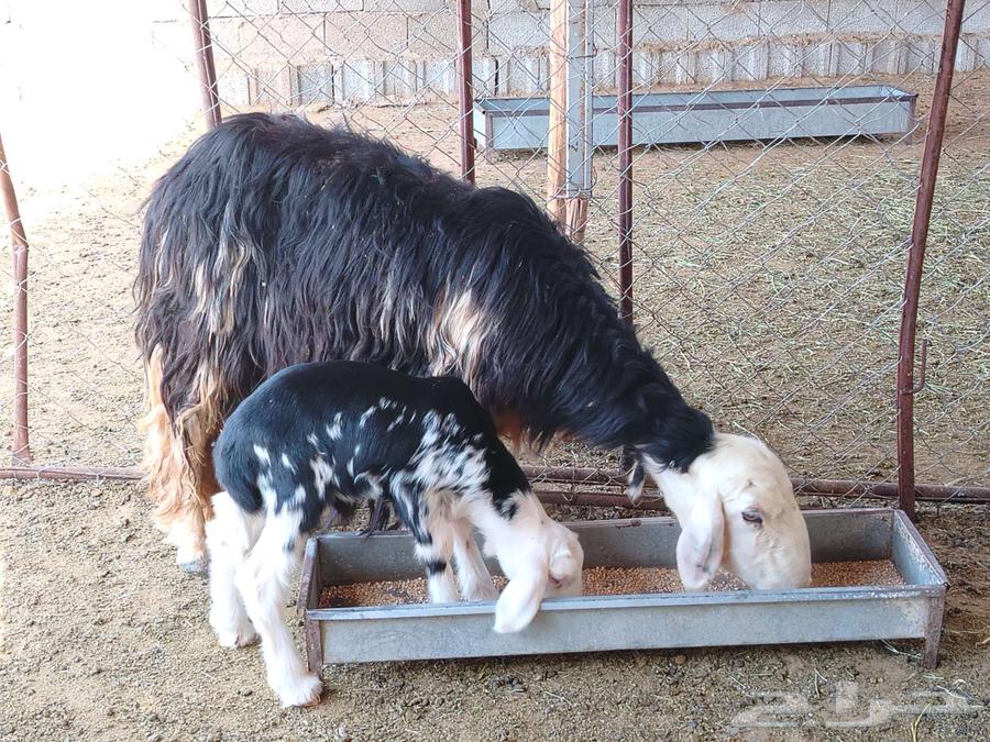 نعجة نجديه والد64439105086595114