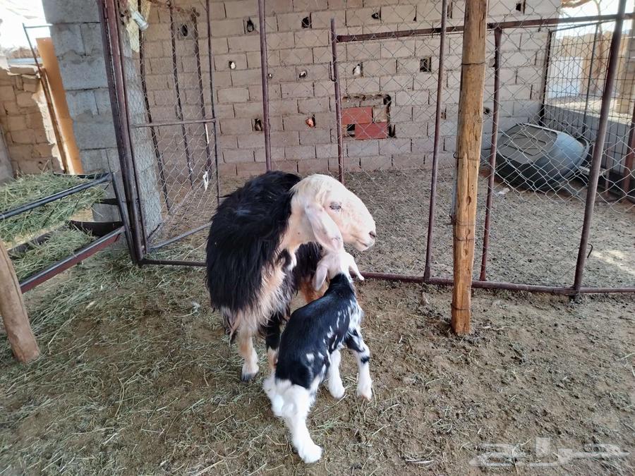 نعجة نجديه والد64439105086595110