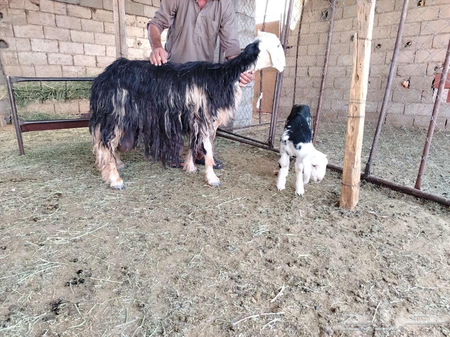 نعجة نجديه والد64439105086595111