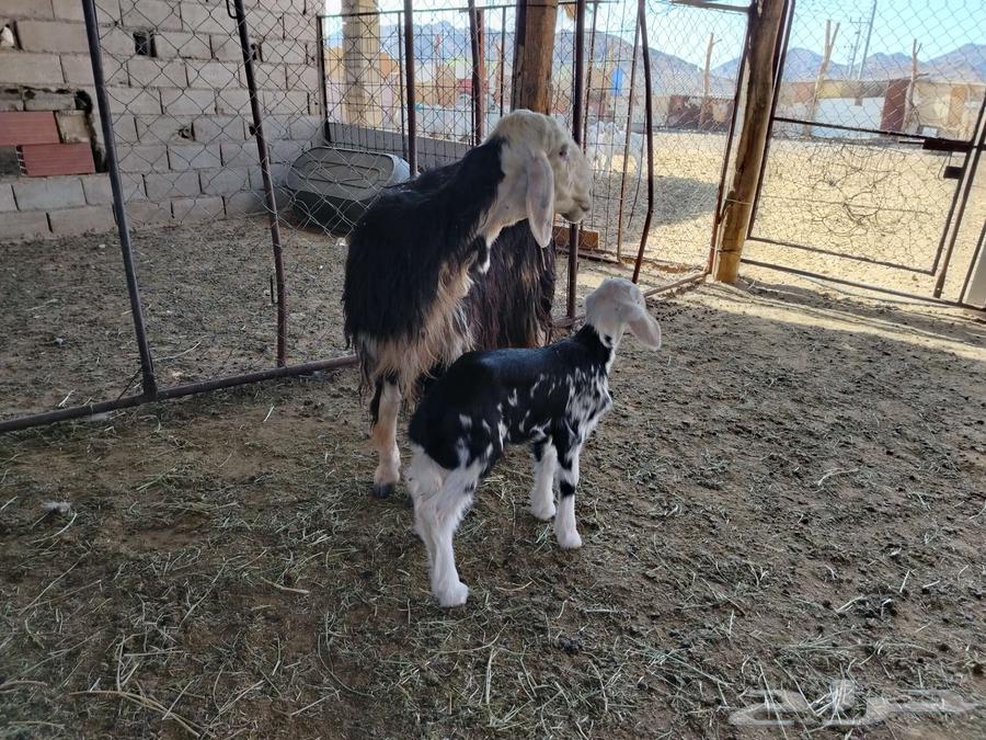 نعجة نجديه والد64439105086595112