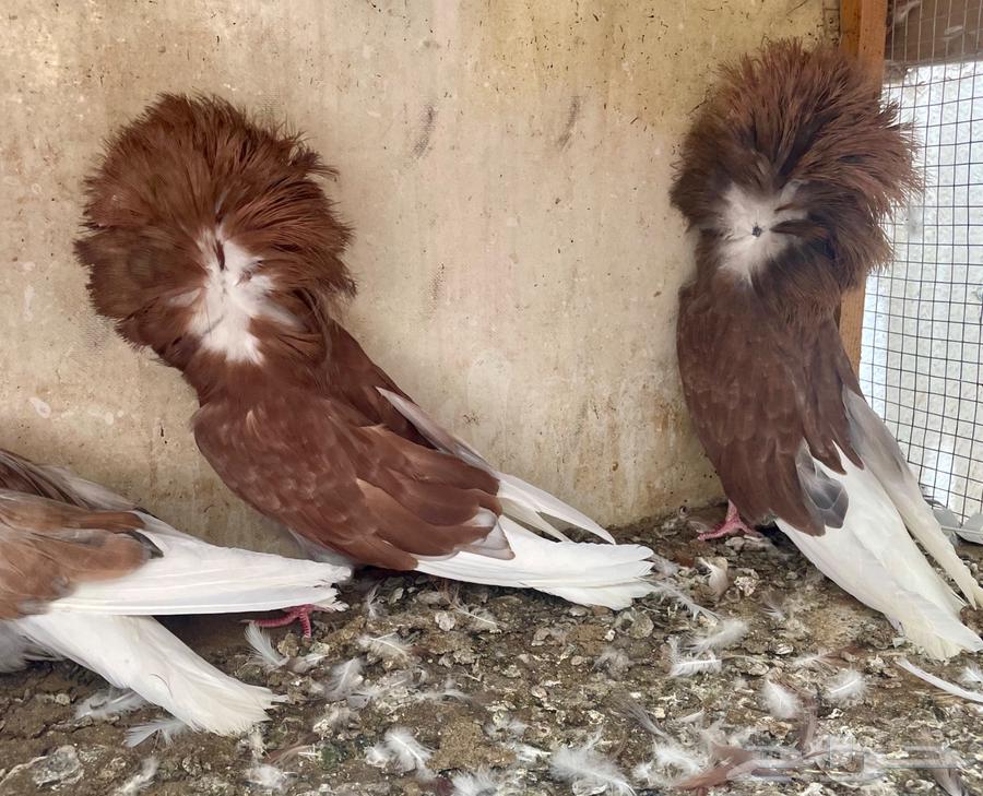 زوج جاكوبين مع انتاجه64436253116034111