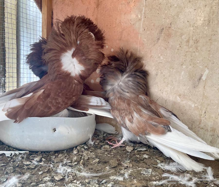 زوج جاكوبين مع انتاجه64436253116034112