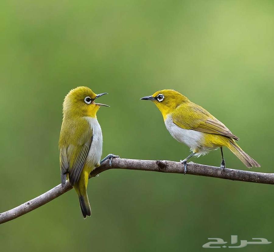 طيور زينه مغرده64435231206530110