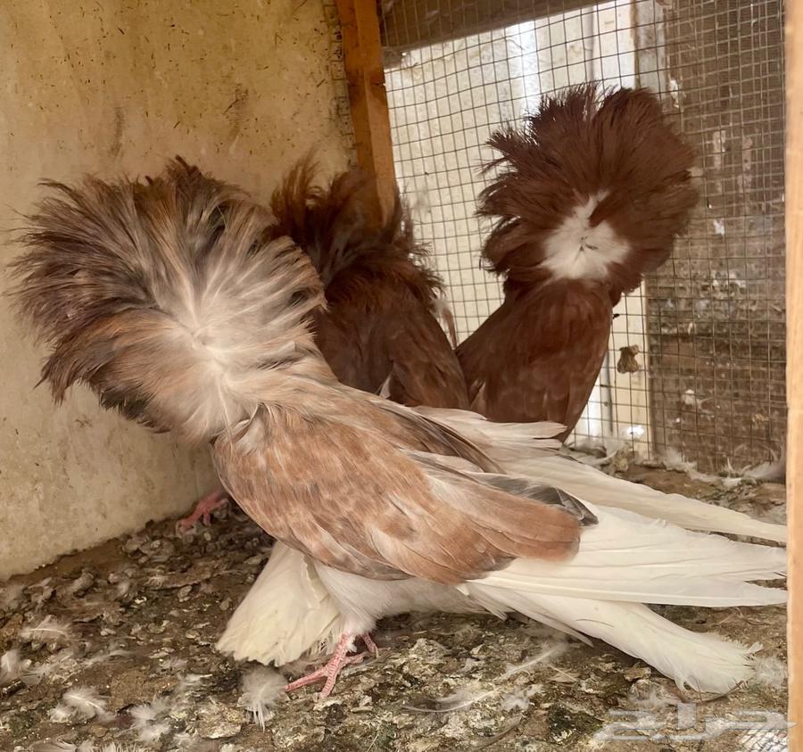 زوج جاكوبين مع انتاجه64436253116034110