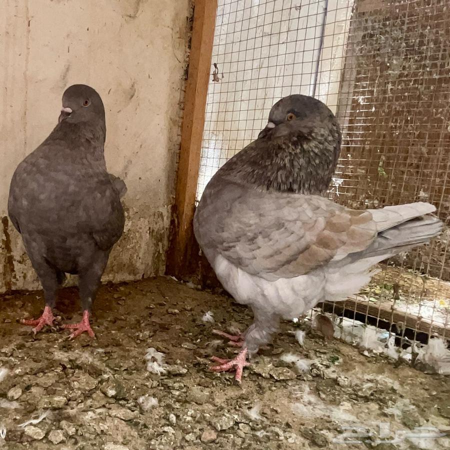 زوج كنق مودينا فاخر64439320632321113