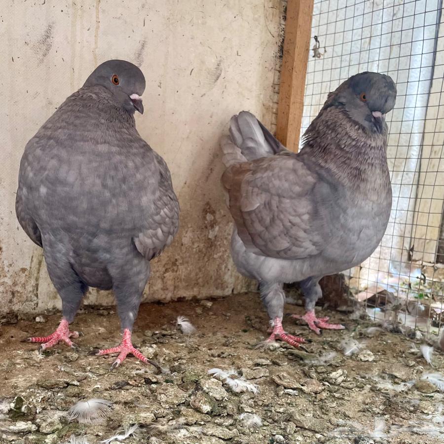 زوج كنق مودينا فاخر64439320632321110