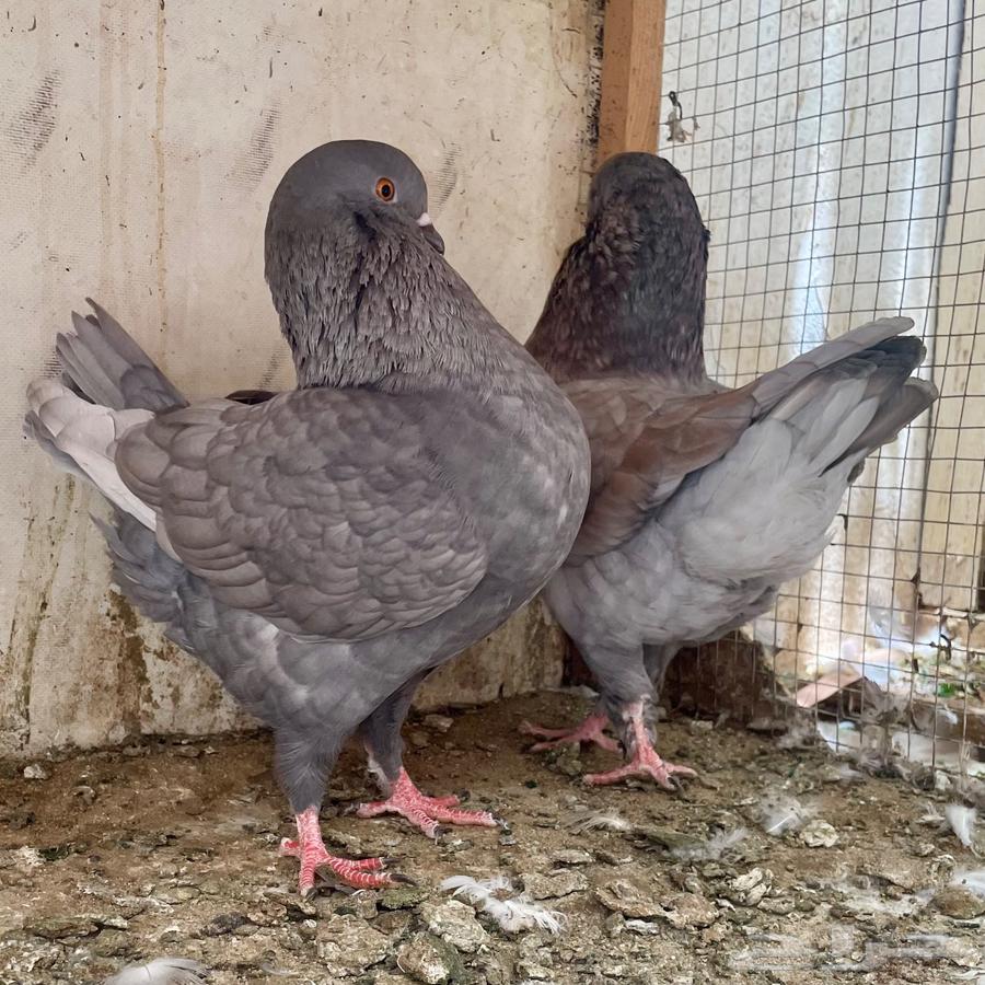 زوج كنق مودينا فاخر64439320632321112