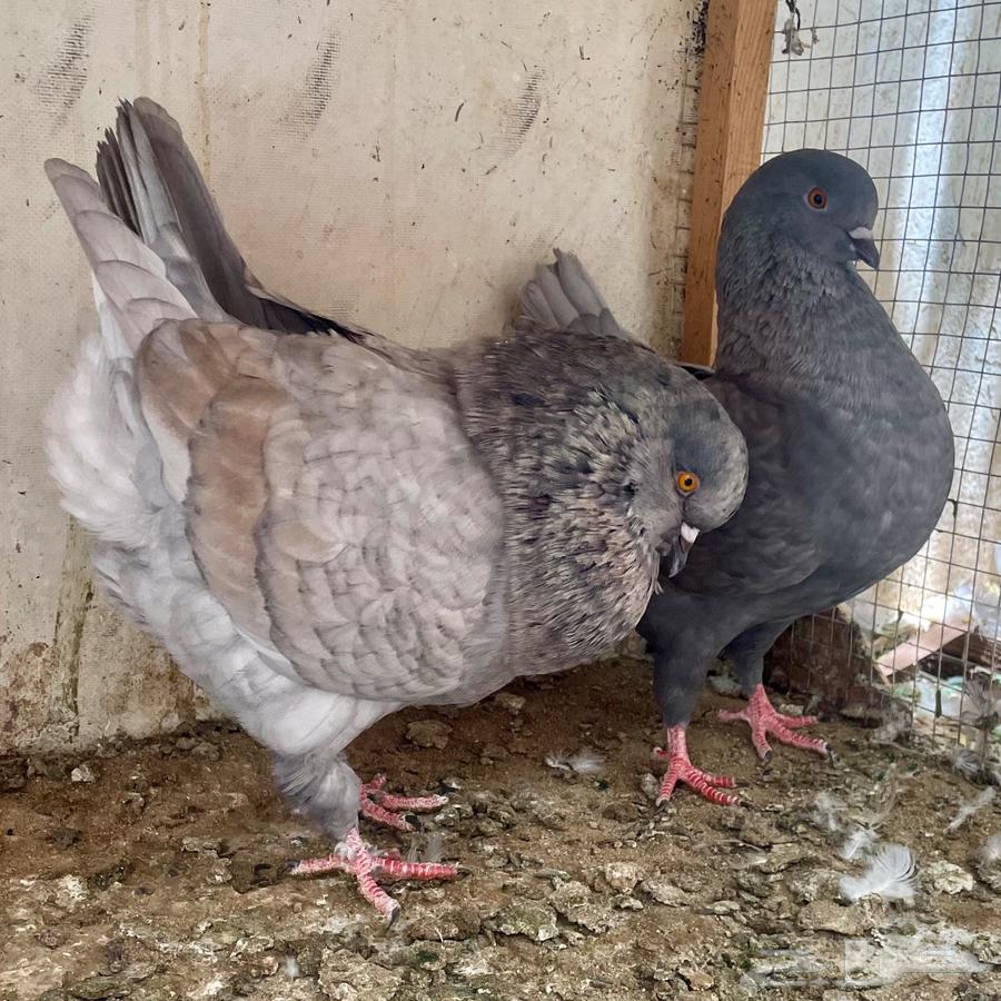 زوج كنق مودينا فاخر64439320632321111