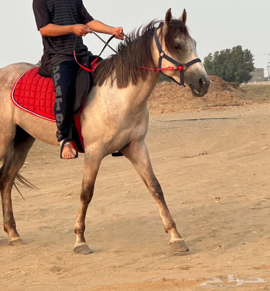 حصان مميز وسريع للبيع64441458519809110