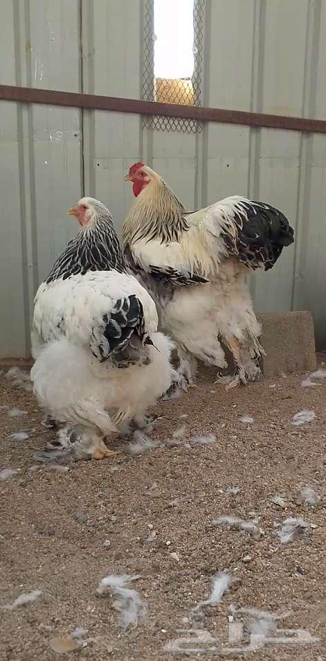 دجاج براهما كولمبي فاخر مستوى64448620238849110