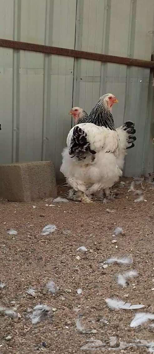 دجاج براهما كولمبي فاخر مستوى64448620238849111