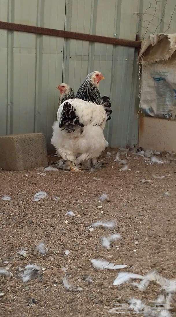 دجاج براهما كولمبي فاخر مستوى64448620238849112