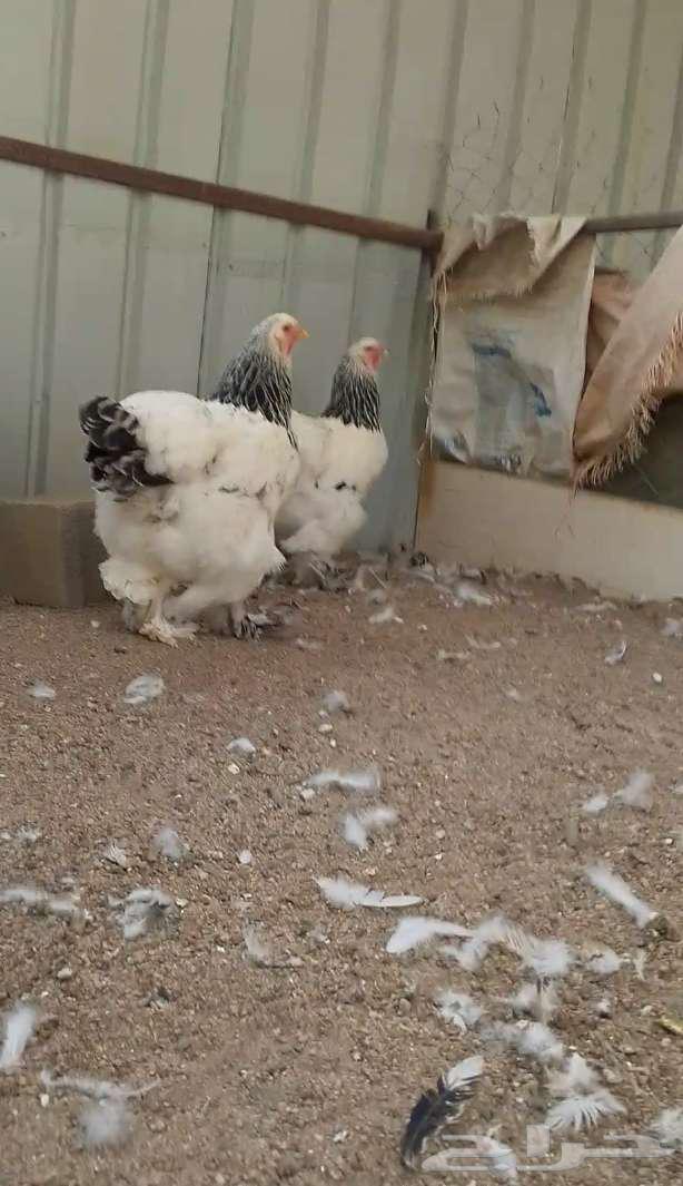 دجاج براهما كولمبي فاخر مستوى64448620238849113