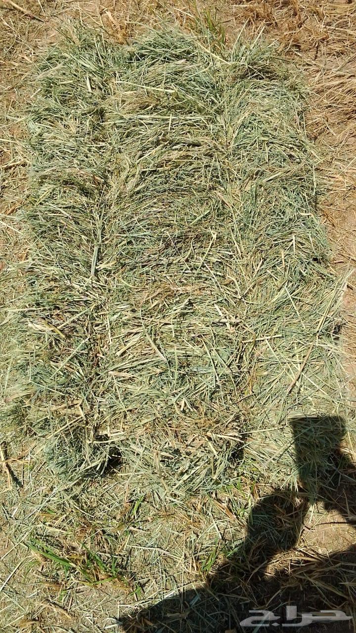 Smooth and Clean Rhodes64445797892226111