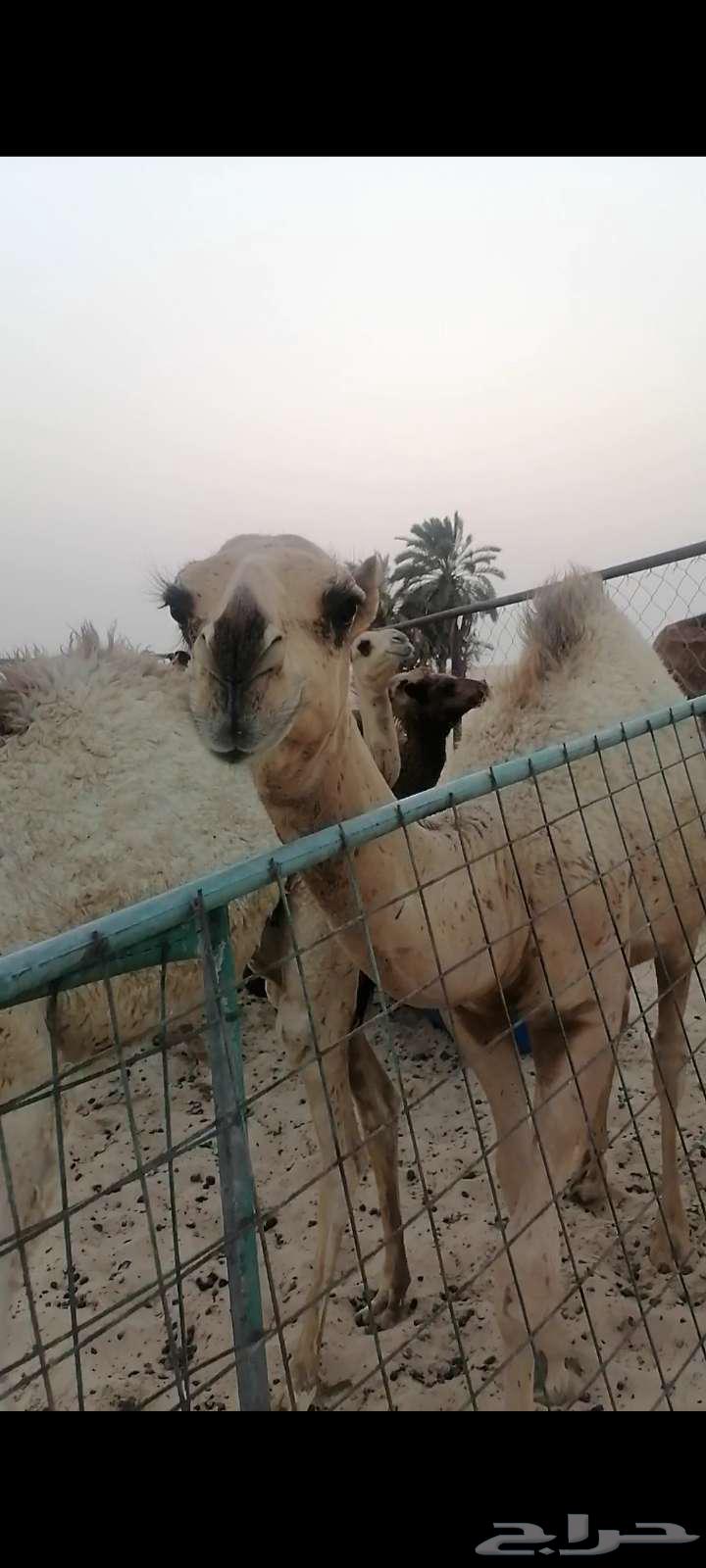 للبيع مفرود بالدمام64445757418627110