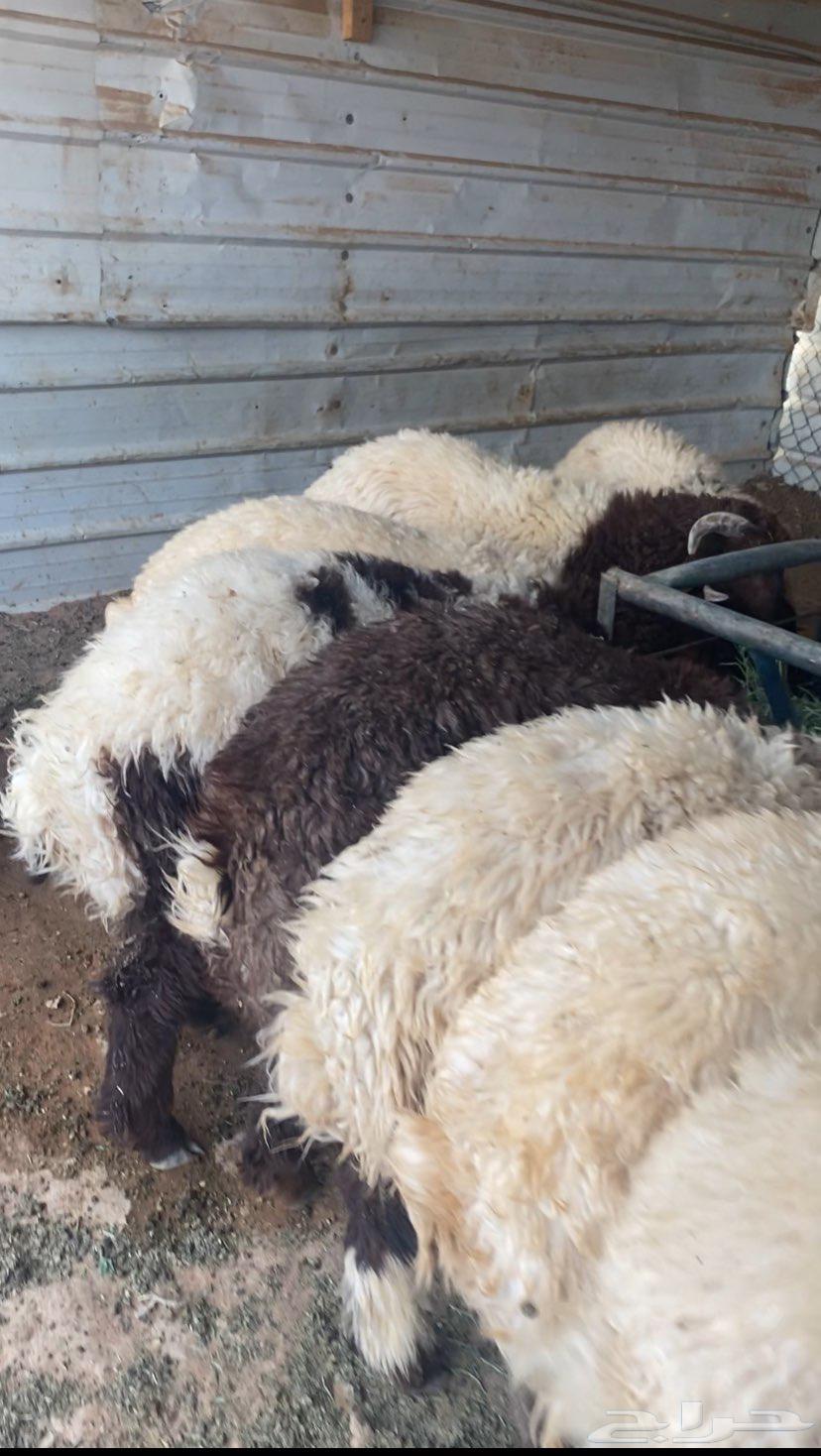 Sacrificial animals for sale, Naimi64445174259329110