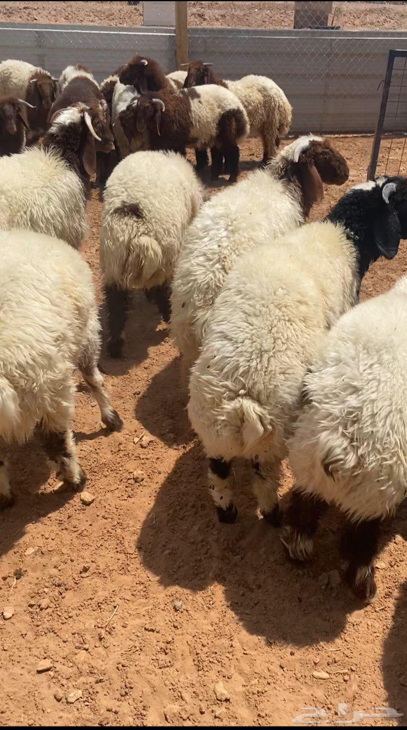 Sacrificial animals for sale, Naimi64445174259329111