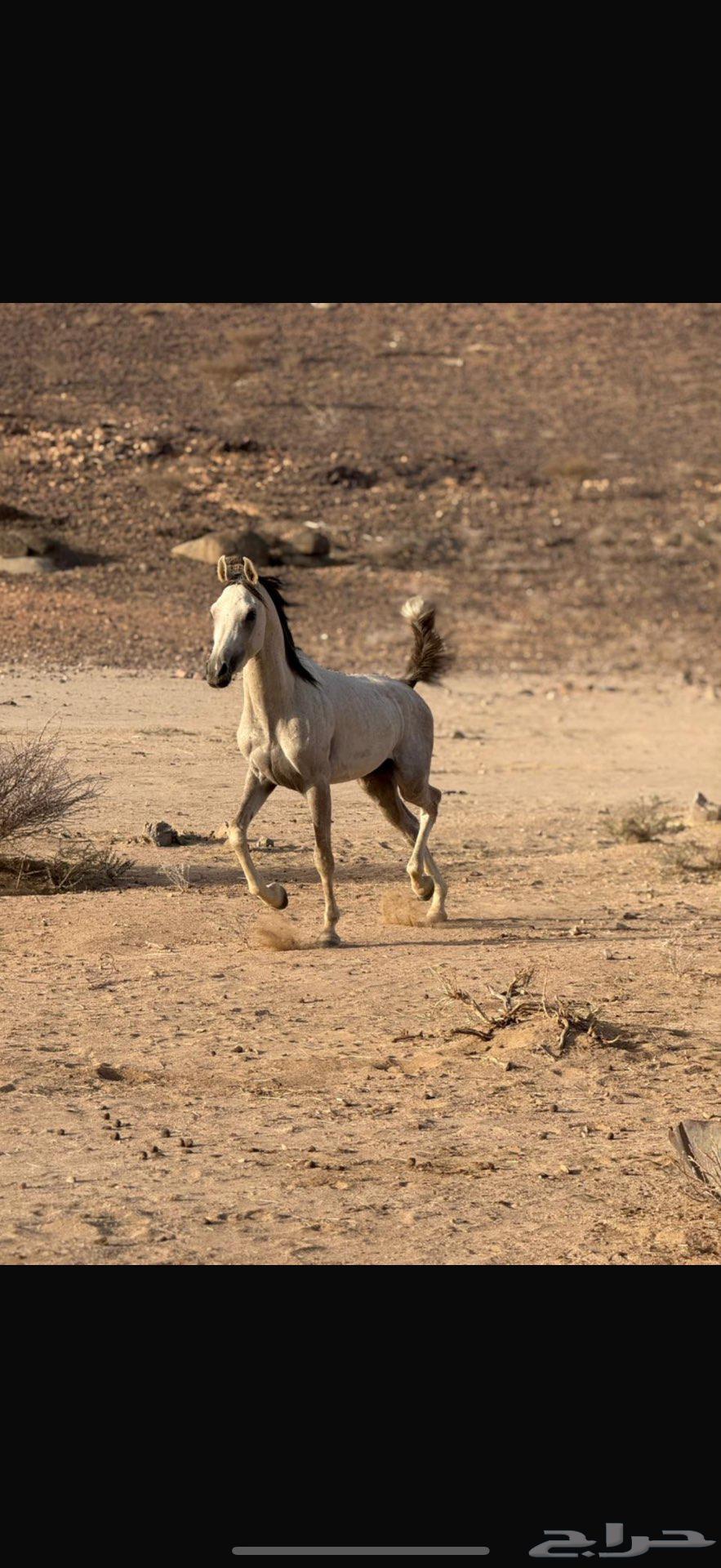 حصان للبيع64450118515202110