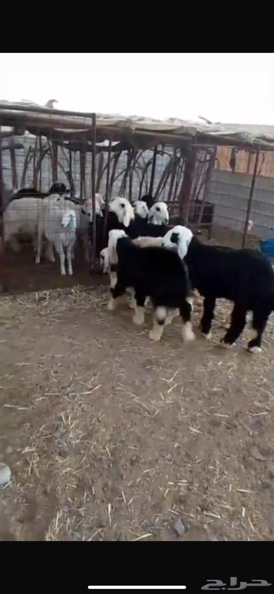 طليان ورخال نجد تربيه(تم البيع)64446430393219110