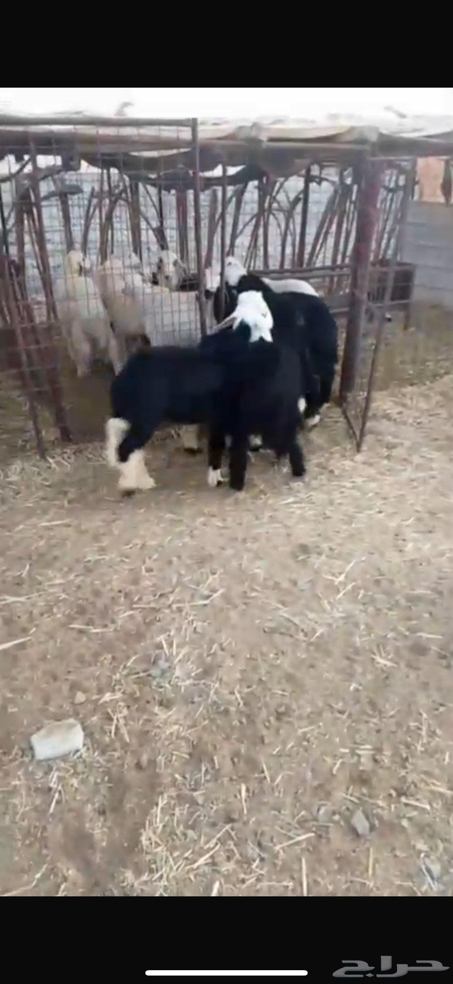 طليان ورخال نجد تربيه(تم البيع)64446430393219111