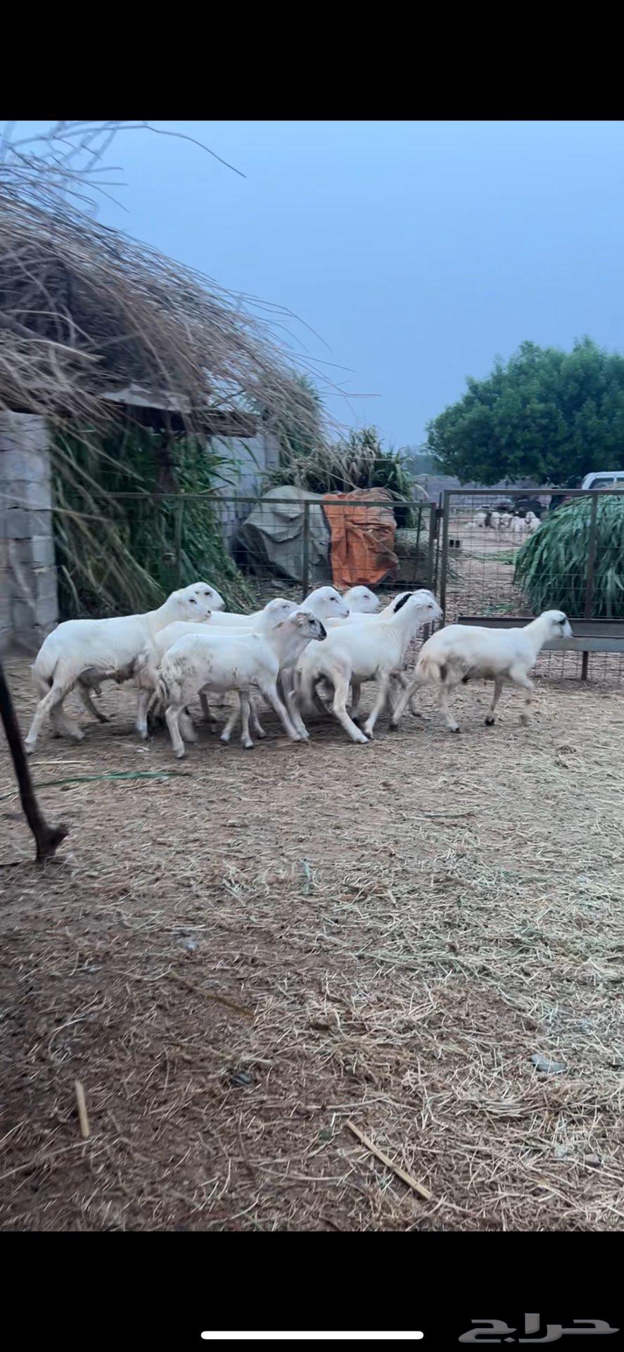 خرفان فاخرة للبيع بلدي تربية64446417104899113